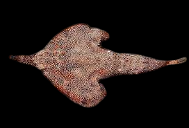 Longnose Batfish