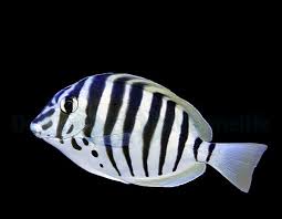 Zebra Tang