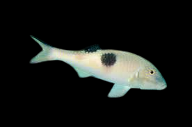 Sidespot Goatfish
