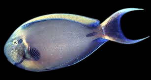 Black Spot Surgeonfish Tang