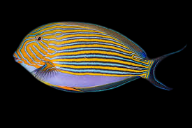 Lineatus Clown Tang