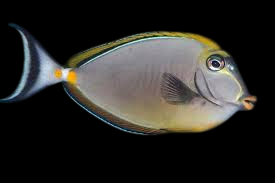 Blonde Naso Tang