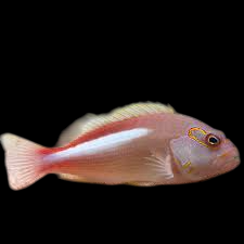 Arc Eye Hawkfish