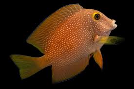 Blue-Spotted Bristletooth Tang