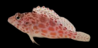 Pixie Hawkfish