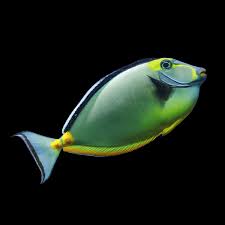 Naso Tang