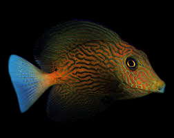Chevron Tang