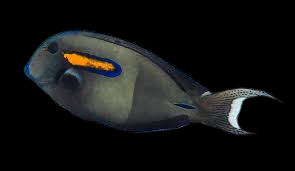Orange Shoulder Tang