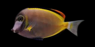 Powder Brown Tang
