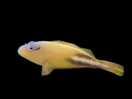 Tuamotu Hawkfish