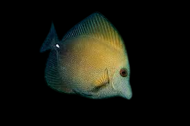 Scopas Tang