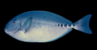 Sixplate Sawtail Tang