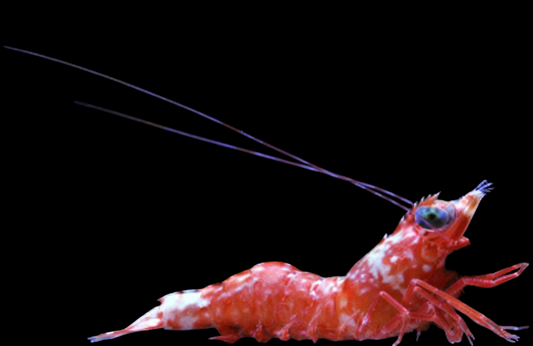 Henderson's Hinge Beak Shrimp