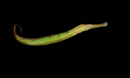 Green Pipefish