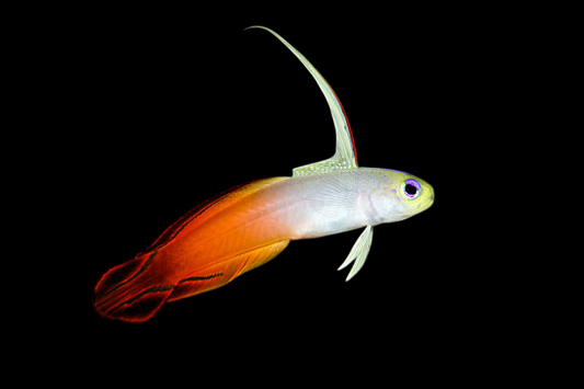 Firefish Goby
