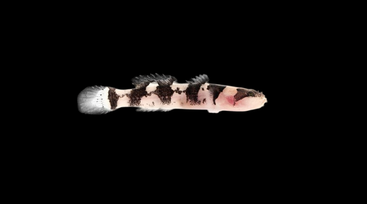 Jaguar Goby