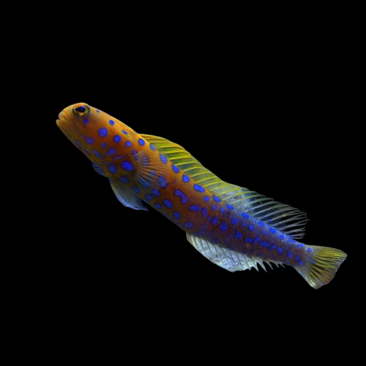 Blue Spotted Jawfish