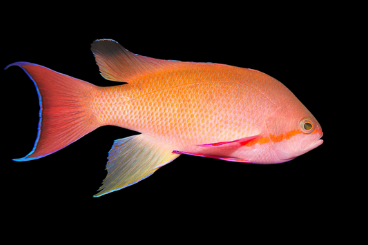 Red Fairy Anthias
