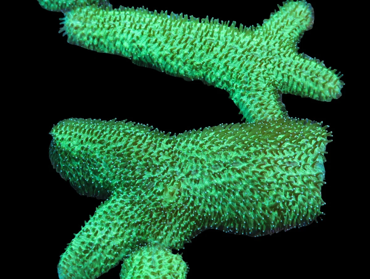 Green Herpolita sp.