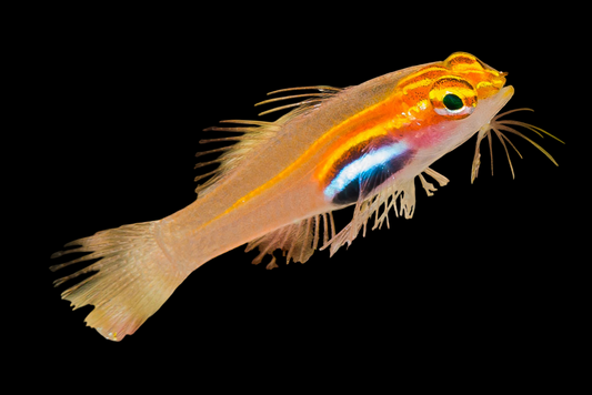 Neon Gold Pygmy Goby