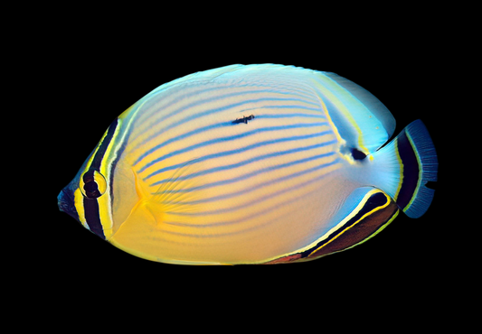 Oval Butterflyfish