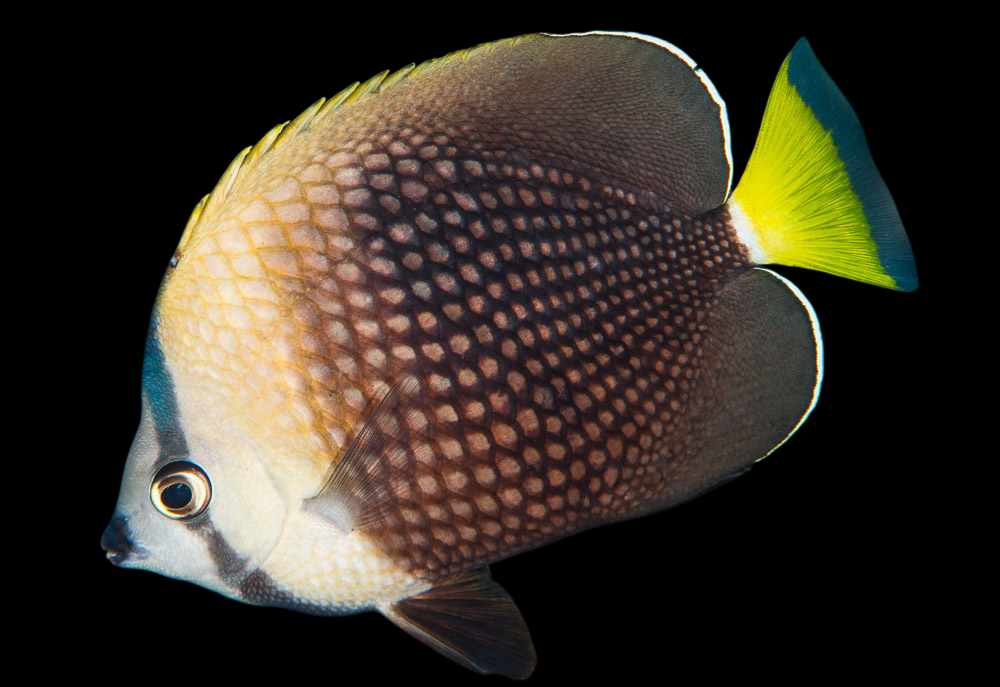 Tahitian Butterflyfish