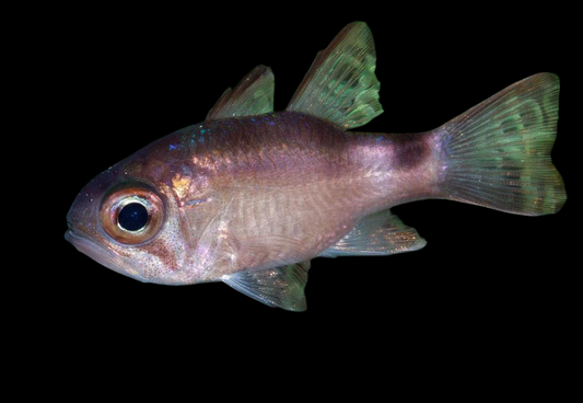 Bigeye Cardinalfish