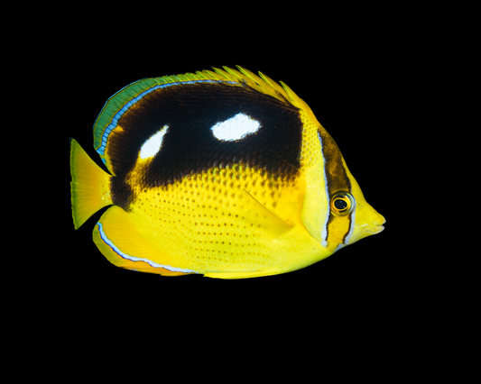 Fourspot Butterflyfish