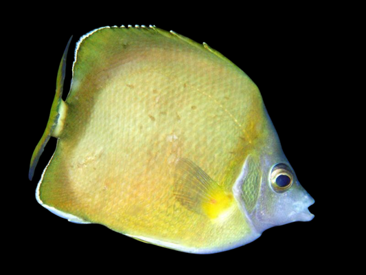 Japanese Butterflyfish