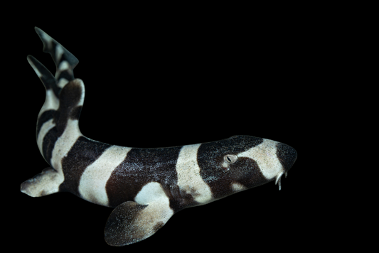 Bamboo Shark