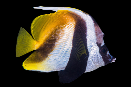 Masked Bannerfish