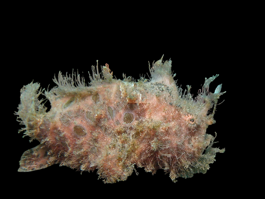 Striated Frogfish