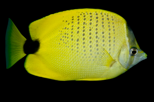 Millit Butterflyfish