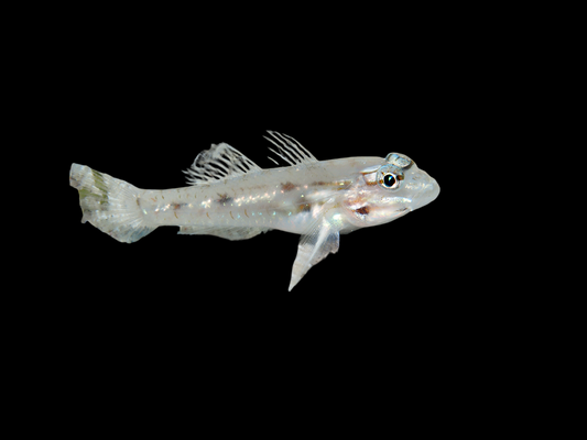 Patch-Reef Goby