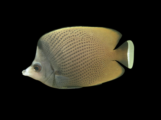 Black Spotted Butterflyfish