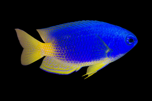 Caerulean Damselfish