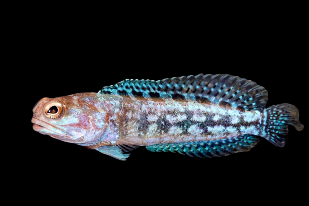 Variable Jawfish