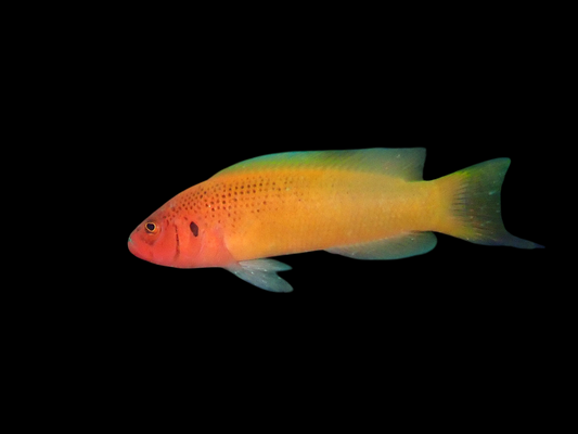 Jaquar Dottyback