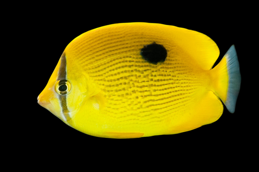 Zanzibar Butterflyfish