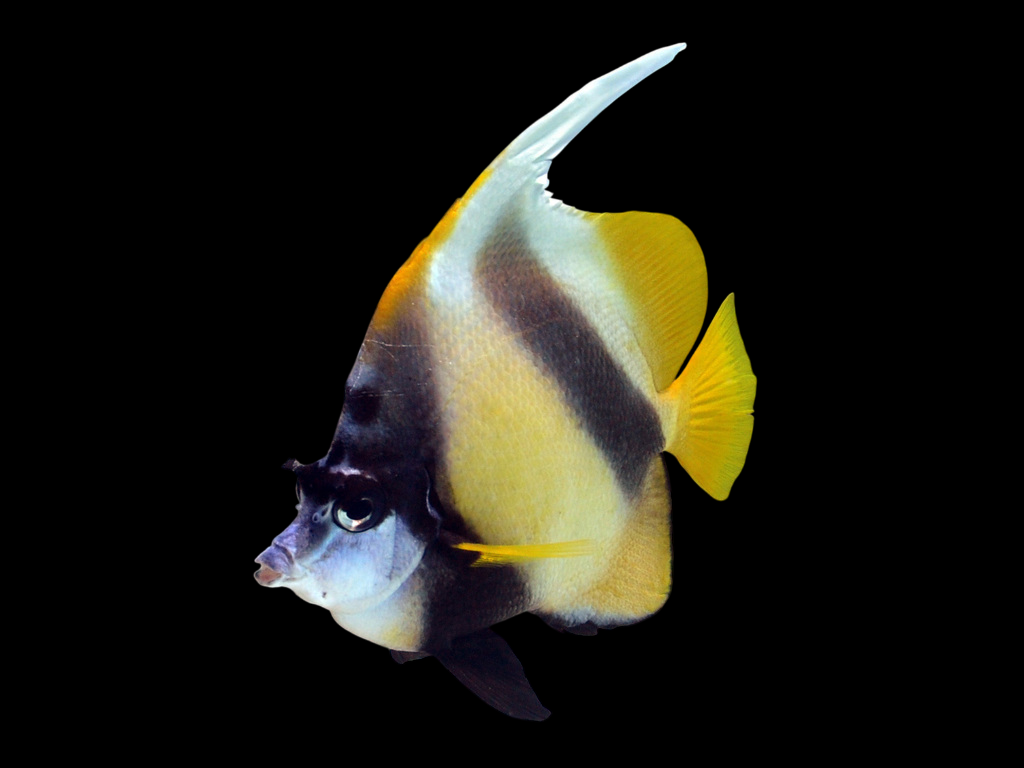 Red Sea Bannerfish