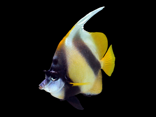 Red Sea Bannerfish