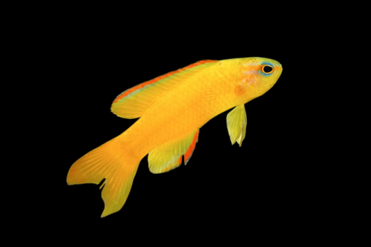 Gold Assessor