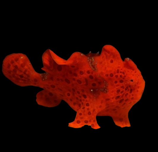 Wartskin Anglerfish, Red/Orange