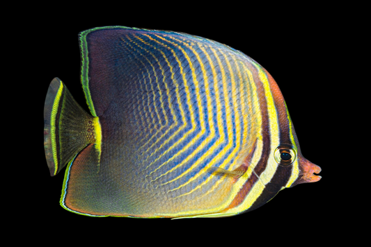 Red Sea Eritean Butterflyfish