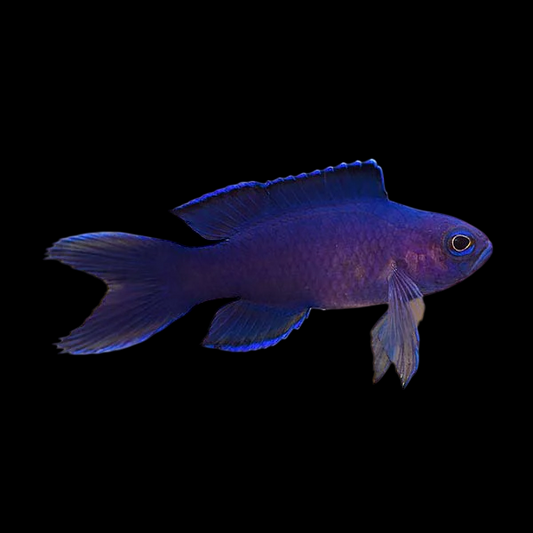 Randall’s Assessor Basslet