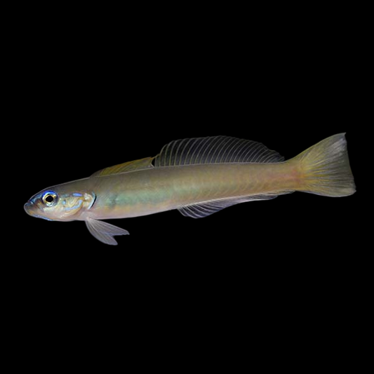 Green Silk Dartfish