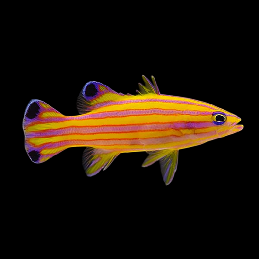 Candy Basslet