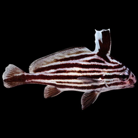Hi Hat Drumfish
