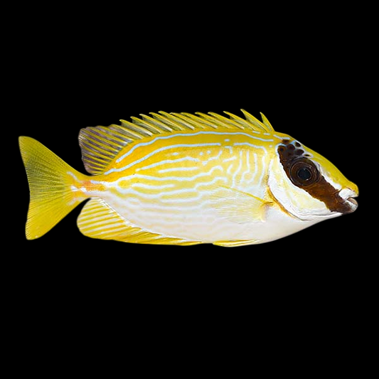 Masked Rabbitfish