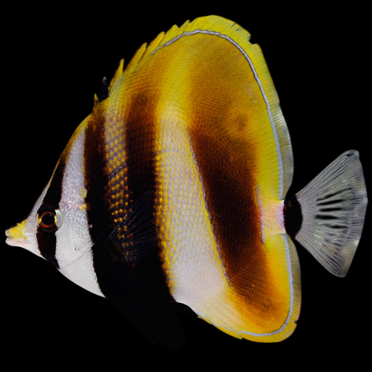 Twospot Highfin Butterflyfish